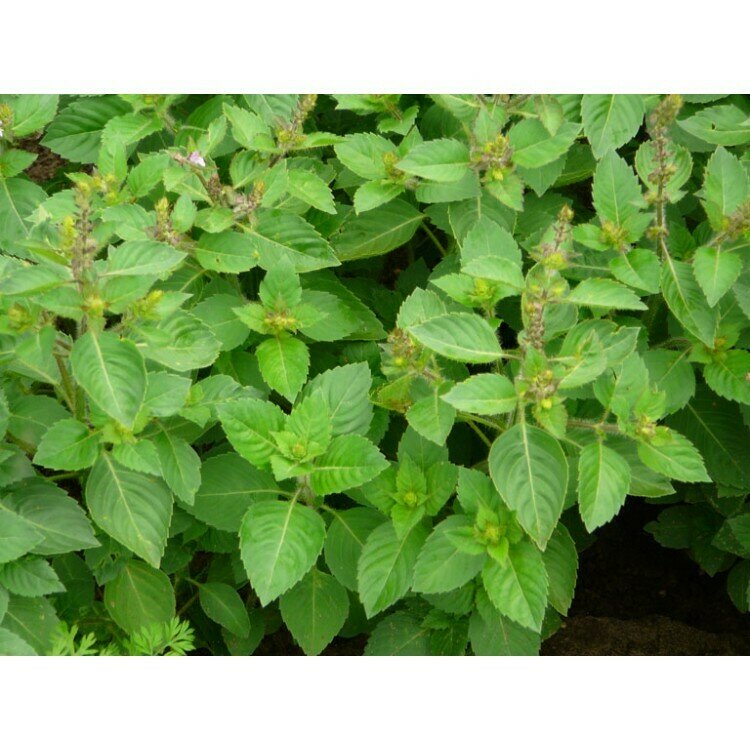 Basil, 'Clove'