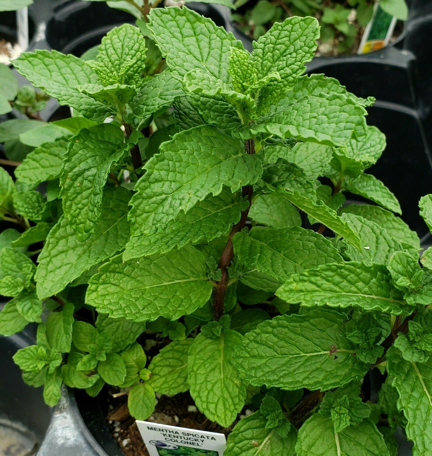 Mint, 'Kentucky Colonel'