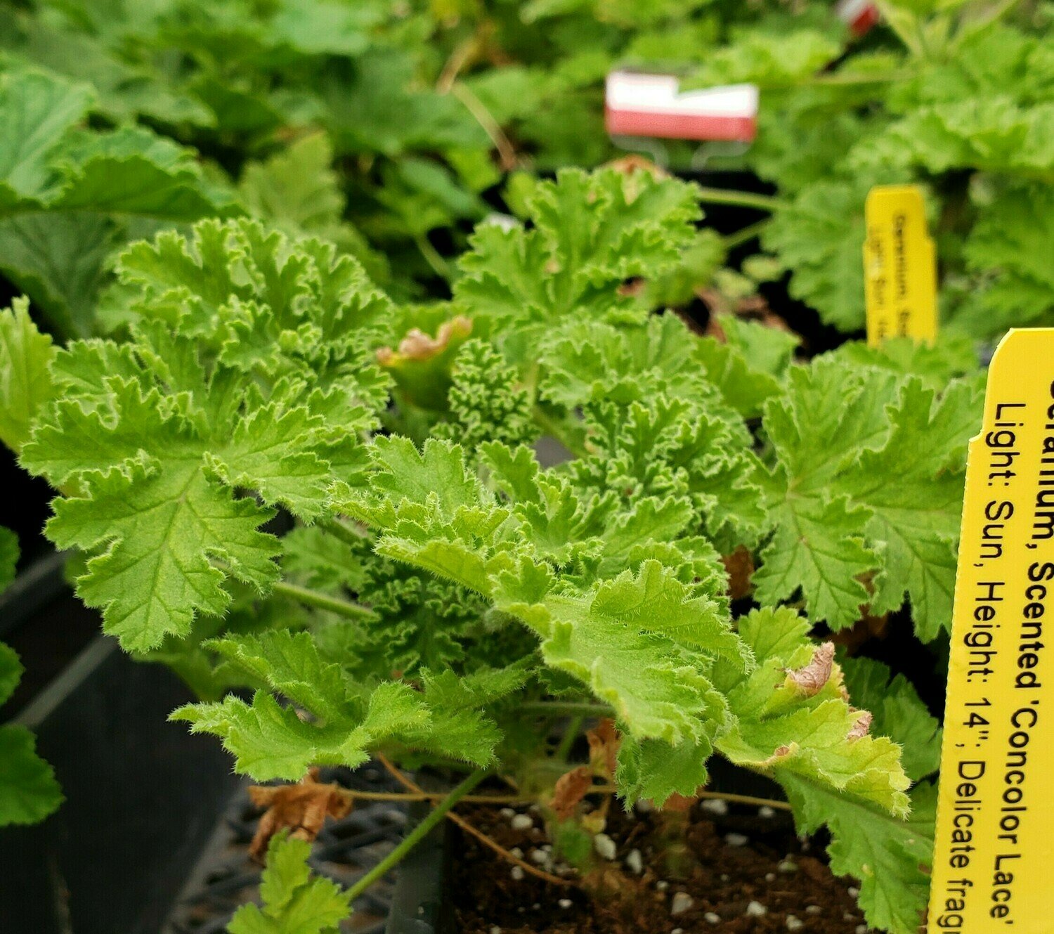 Scented Geranium, 'Concolor Lace'/'Filbert'