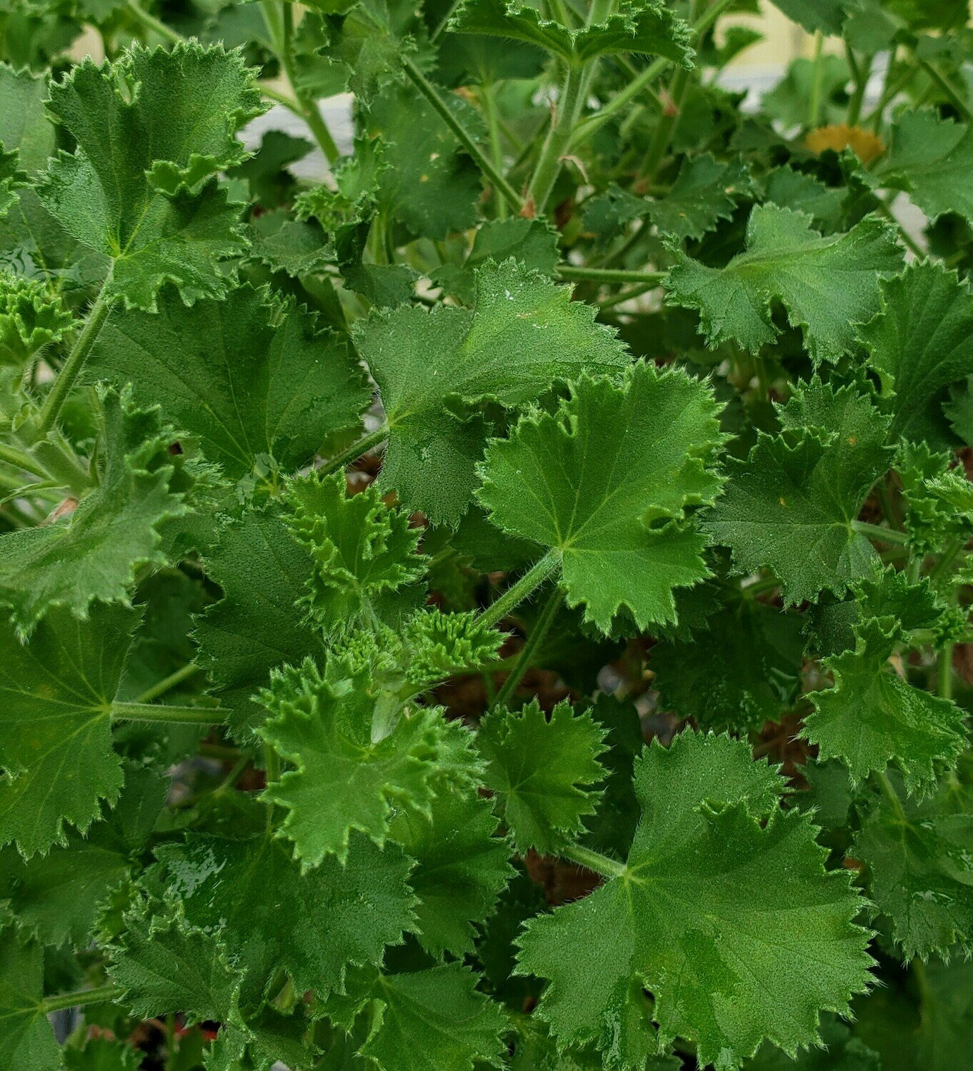 Scented Geranium, 'Lime'