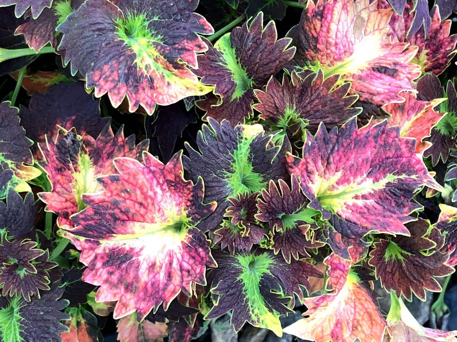 Coleus, Stained Glassworks™ Tilt a Whirl