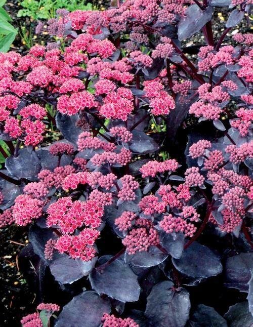 Sedum Telephium Cherry Truffle
