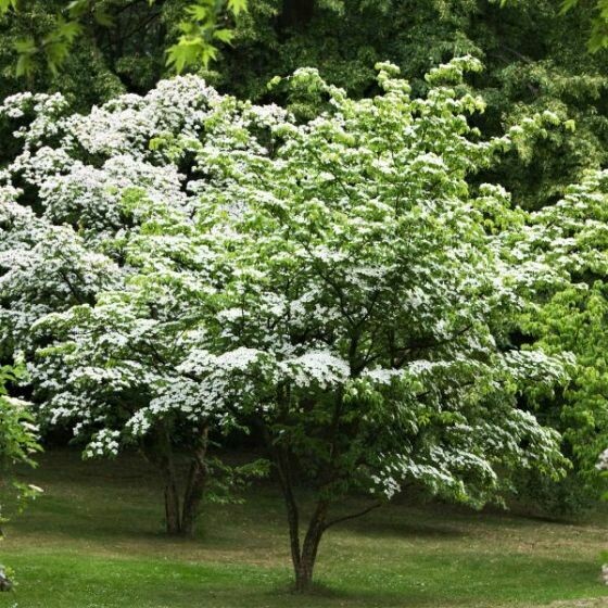 Dogwood Kousa