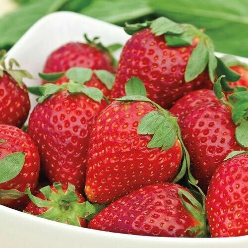 Strawberry Everbearing