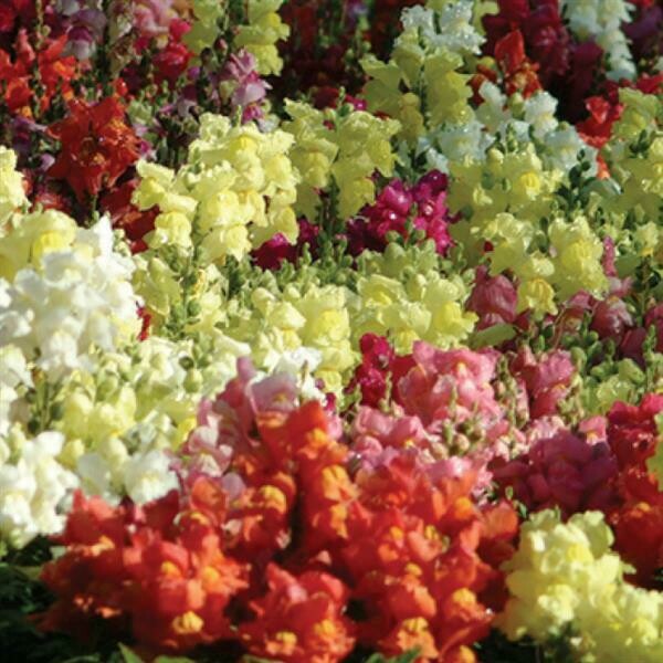 Snapdragon Snapshot Mix