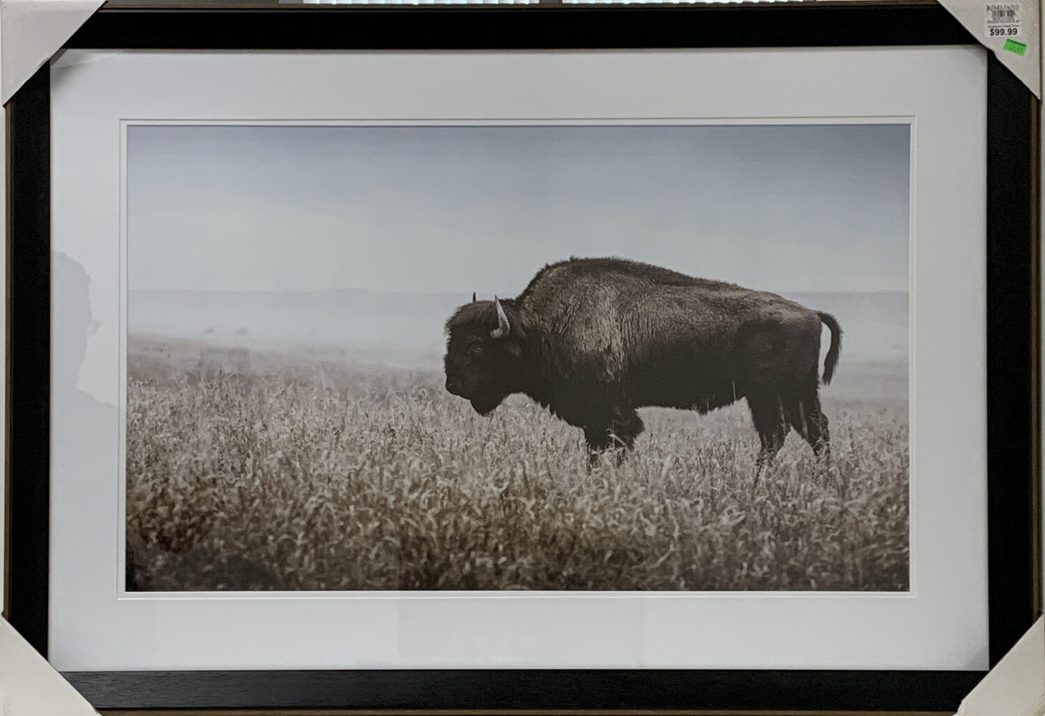 Bison in Field Framed Art Print
