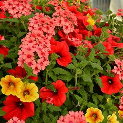 10" Combo-Coral/Red Mix