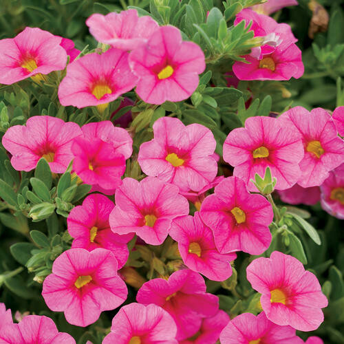 4" Calibrachoa-Pink