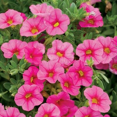 4" Calibrachoa-Pink
