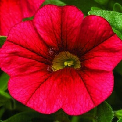 4" Calibrachoa-Red