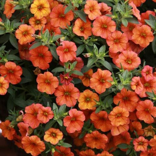 4" Calibrachoa-Orange