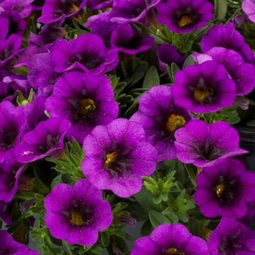 4" Calibrachoa-Purple