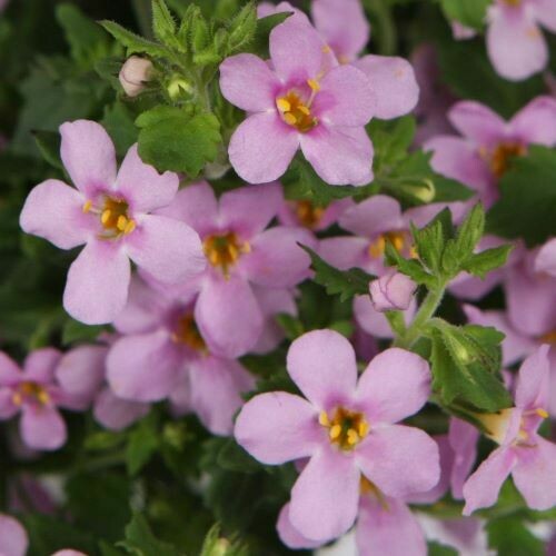 4" Bacopa-Pink