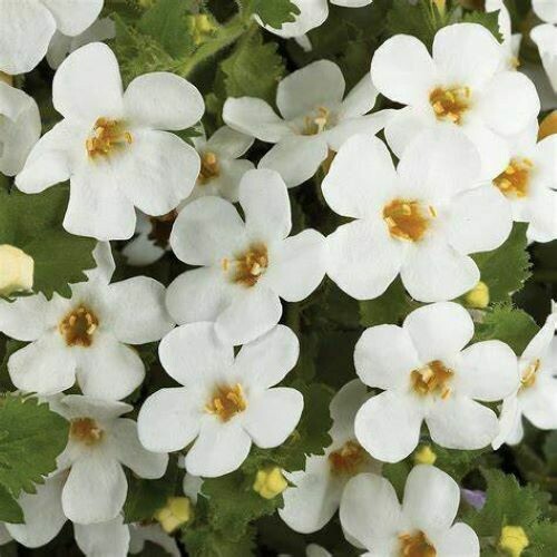 4" Bacopa-White