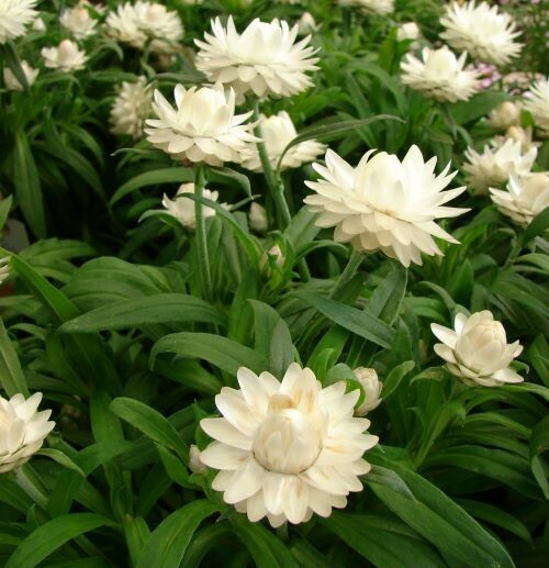 4" Bracteantha-White