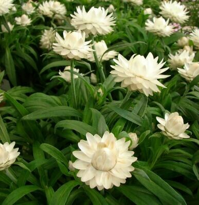 4" Bracteantha-White