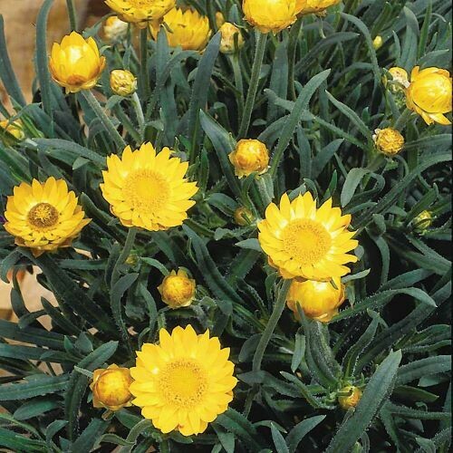 4" Bracteantha-Yellow