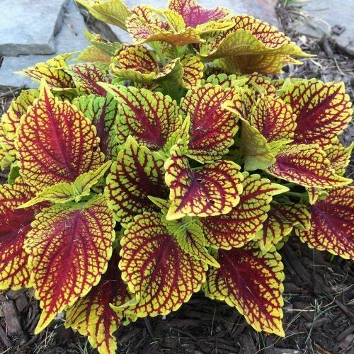 4" Coleus-Coleosaurus