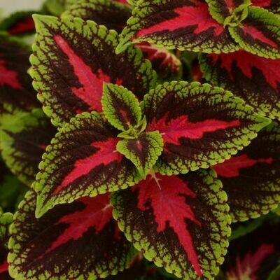 4" Coleus-French Quarter