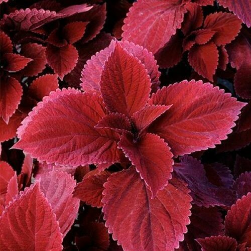 4" Coleus-Redhead
