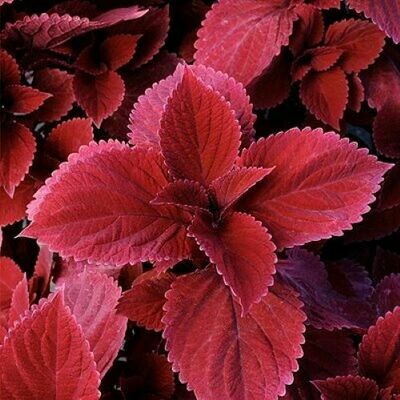 4" Coleus-Redhead