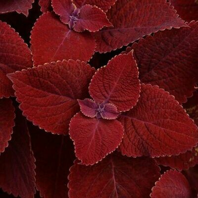 4" Coleus-Ruby Slipper