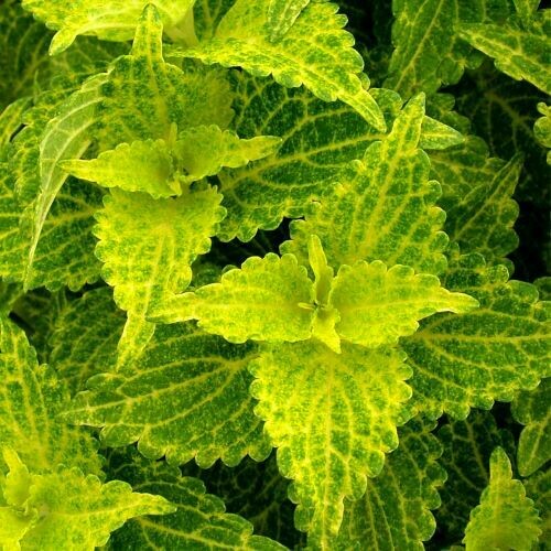 4" Coleus-Electric Lime