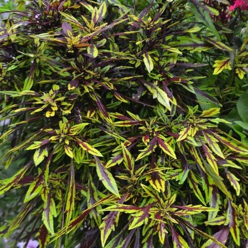 4" Coleus-Flamethrower