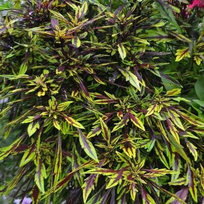 4" Coleus-Flamethrower