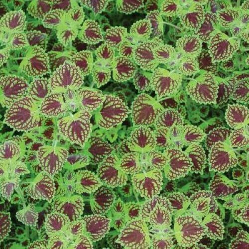 4" Coleus-Chocolate Drop