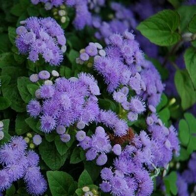 4" Ageratum