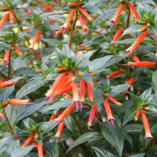 4" Cuphea-Vermillionaire