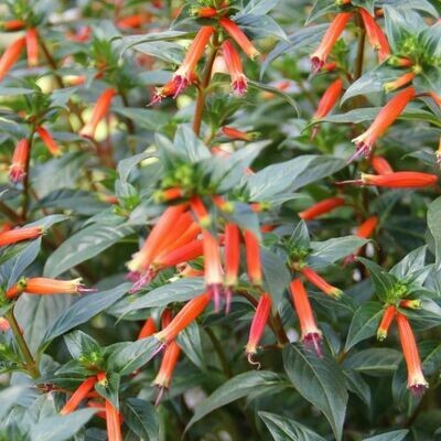 4" Cuphea-Vermillionaire