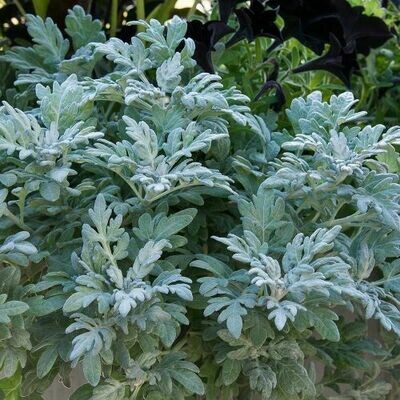 4" Dusty Miller