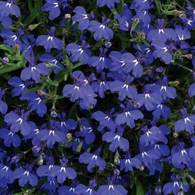 4" Lobelia-Blue