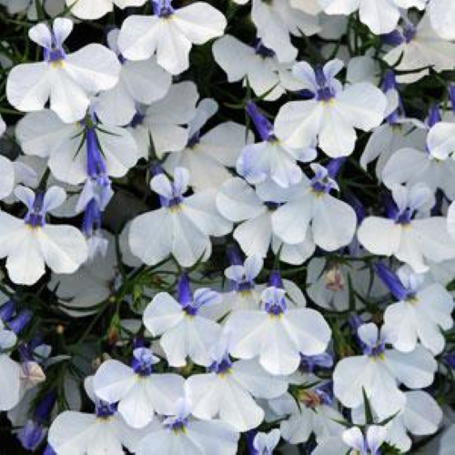 4" Lobelia-White
