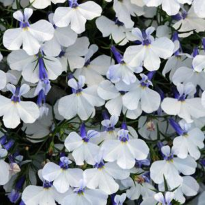 4" Lobelia-White