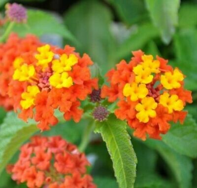 4" Lantana-Flame