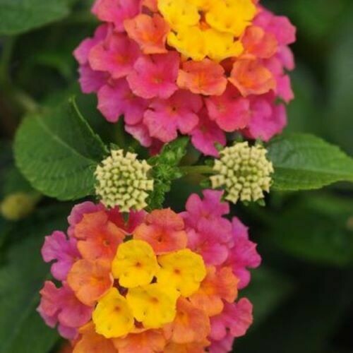 4" Lantana-Rose Sunrise