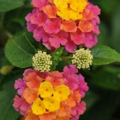 4" Lantana-Rose Sunrise