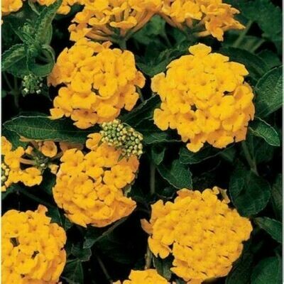4" Lantana-Pot of Gold