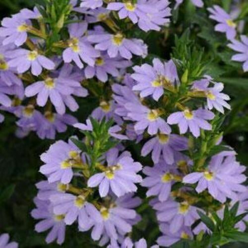 4" Scaevola-Blue