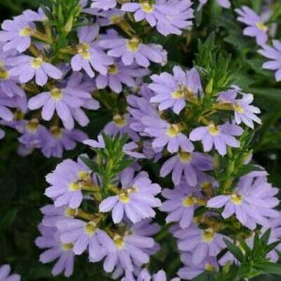 4" Scaevola-Blue
