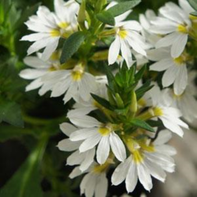 4" Scaevola-White