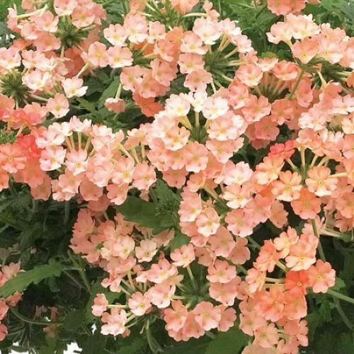 4" Verbena-Peach