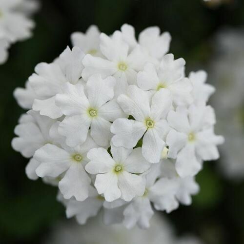4" Verbena-White