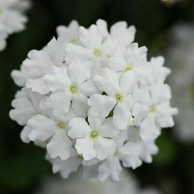 4" Verbena-White