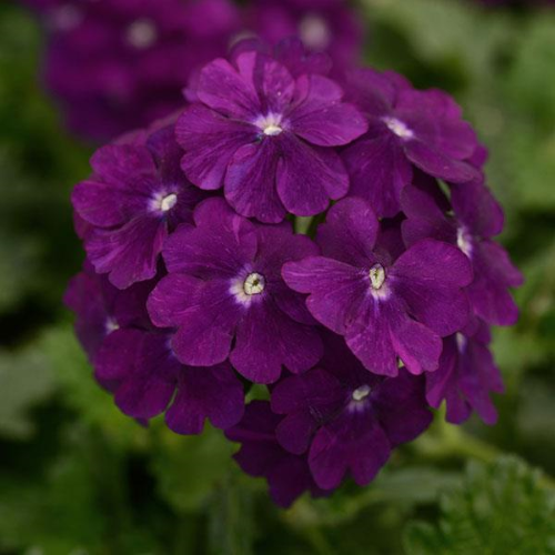 4" Verbena-Purple