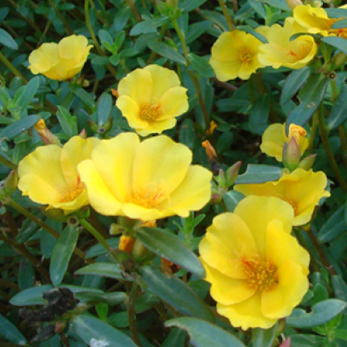 4" Portulaca-Yellow