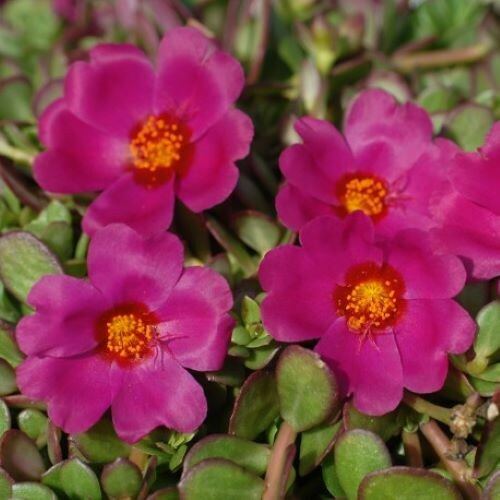 4" Portulaca-Magenta